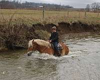 husband-safe-belgian-horse