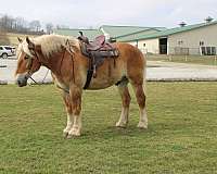 kid-safe-belgian-horse