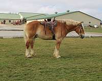 lesson-belgian-horse