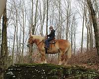 mounted-patrol-belgian-horse