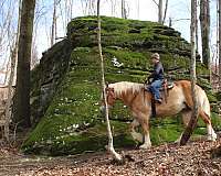 parade-belgian-horse