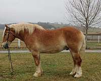 pleasure-driving-belgian-horse