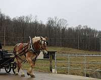 trail-riding-belgian-horse