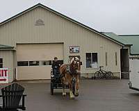 palomino-belgian-gelding