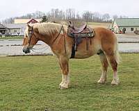 draft-belgian-horse