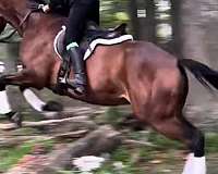 thoroughbred-horse-for-sale