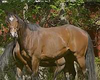 thoroughbred-horse