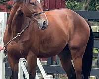 thoroughbred-gelding