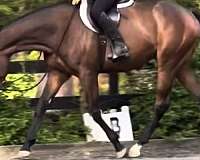 gelding