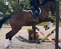 thoroughbred
