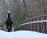 man-draft-horse