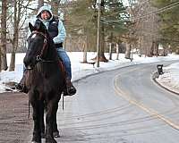 haul-draft-horse