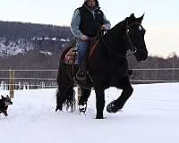road-draft-horse