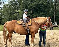 star-strip-connected-horse