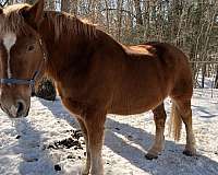 chestnut-star-strip-connected-horse