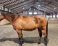 ridden-english-therapy-horse