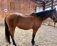 ridden-english-therapy-gelding