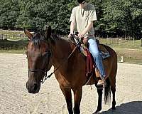 bay-ridden-english-therapy-horse