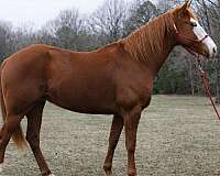 athletic-quarter-horse