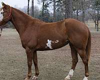 barrel-racing-quarter-horse