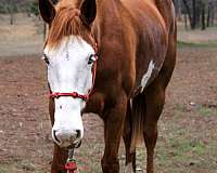 flashy-quarter-horse