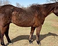 bay-roan-calf-roping-pony