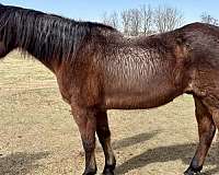 nat-quarter-pony