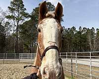 17-hand-belgian-gelding