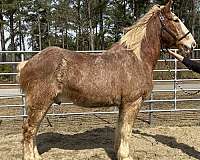 red-roan-belgian-gelding