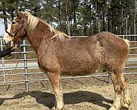 red-roan-gelding-for-sale