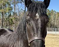 15-hand-draft-gelding