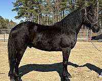 black-draft-gelding