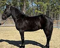 black-gelding-for-sale