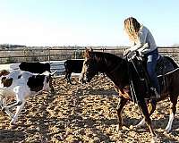 athletic-quarter-horse
