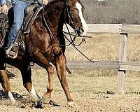 barrel-racing-quarter-horse