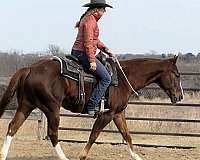 beginner-quarter-horse