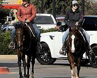 cutting-quarter-horse