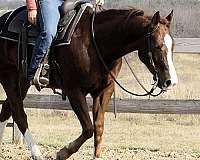 experienced-quarter-horse