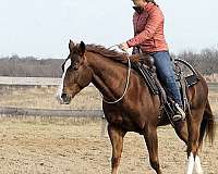 horsemanship-quarter-horse