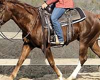 husband-safe-quarter-horse