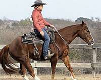 kid-safe-quarter-horse