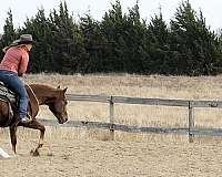 lesson-quarter-horse