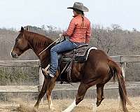 penning-quarter-horse