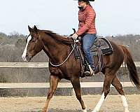 performance-quarter-horse