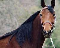 bay-racking-mare