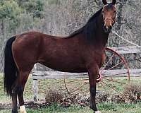 bay-mare-for-sale
