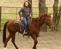 athletic-quarter-horse