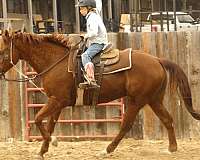 calf-roping-quarter-horse