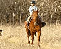 beginner-quarter-horse