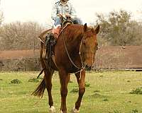 champion-quarter-horse